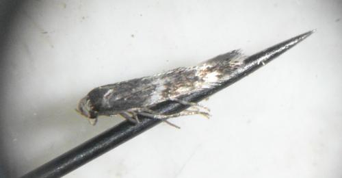 Elachista sp.